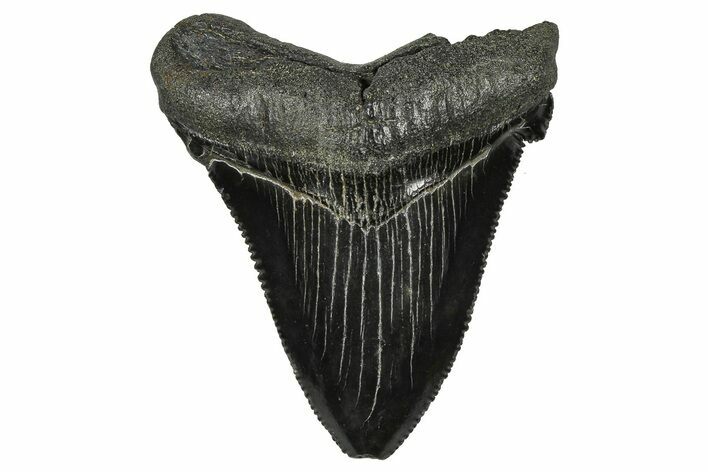 Serrated Angustidens Tooth - Megalodon Ancestor #370203